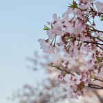 Washington DC Cherry Blossoms Close up