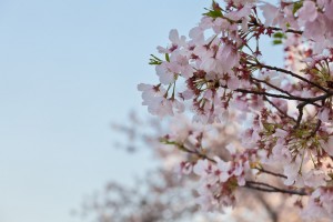 Washington DC Cherry Blossoms Close up